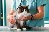 Cat Healthcheck
